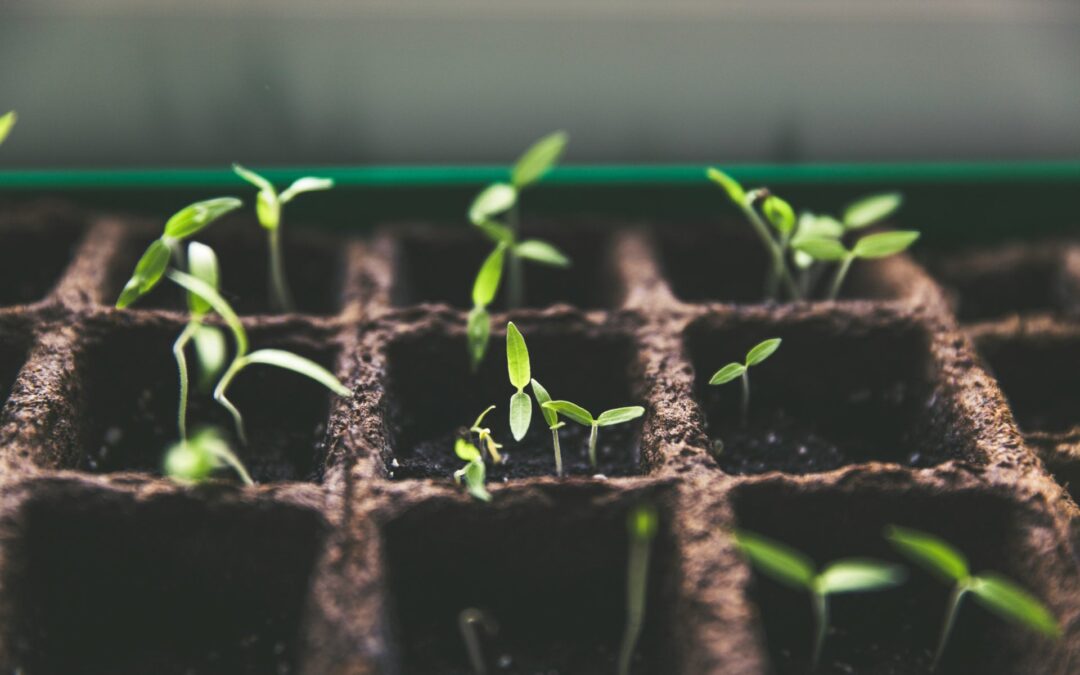 Seeds of Joy
