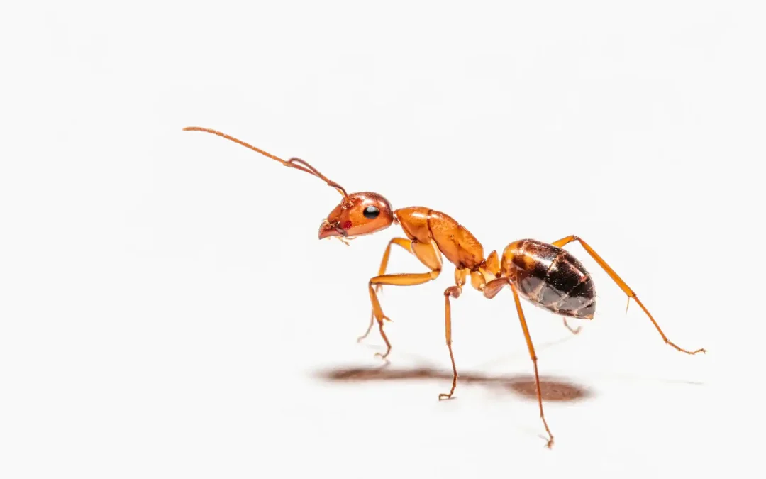 Let’s kill our ANTS!